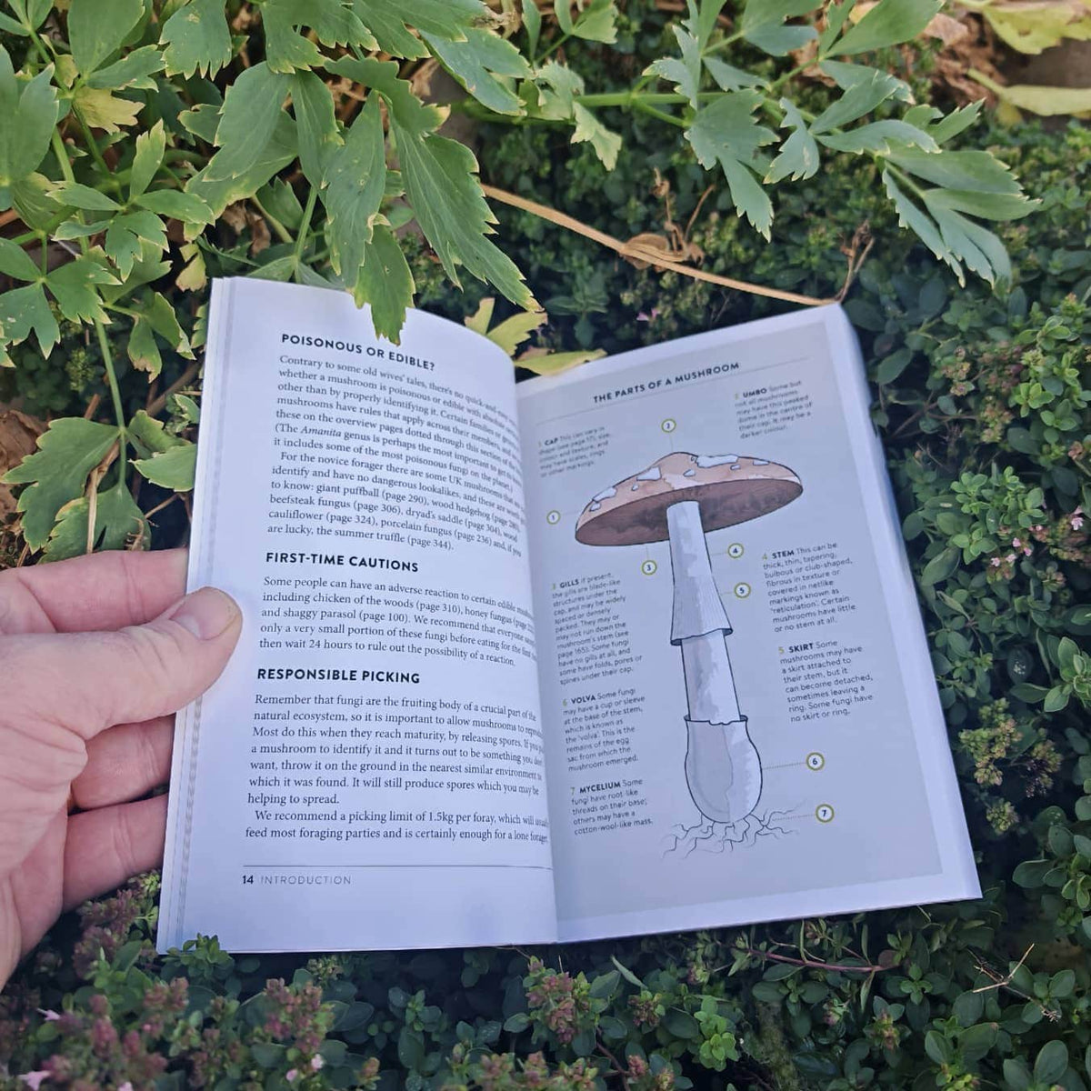 The Wild Food UK Mushroom Foraging Guide