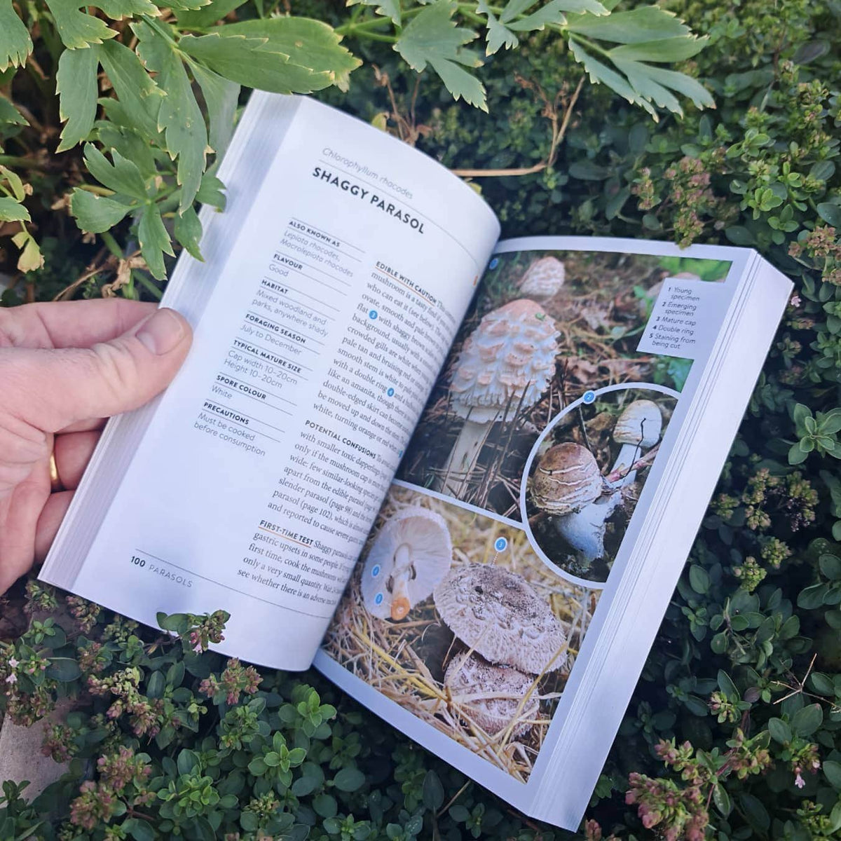 The Wild Food UK Mushroom Foraging Guide