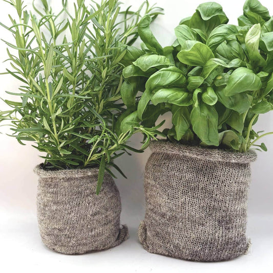 Wool Pots – Pack of 10 | Plastic-Free Seed Pots for Stronger Roots & Healthier Plants