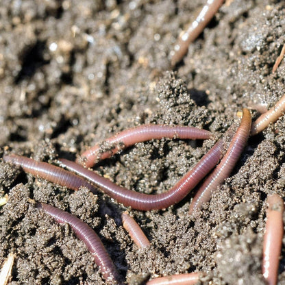 Educational Wormery Worms – 10 Lumbricus Terrestris Worms