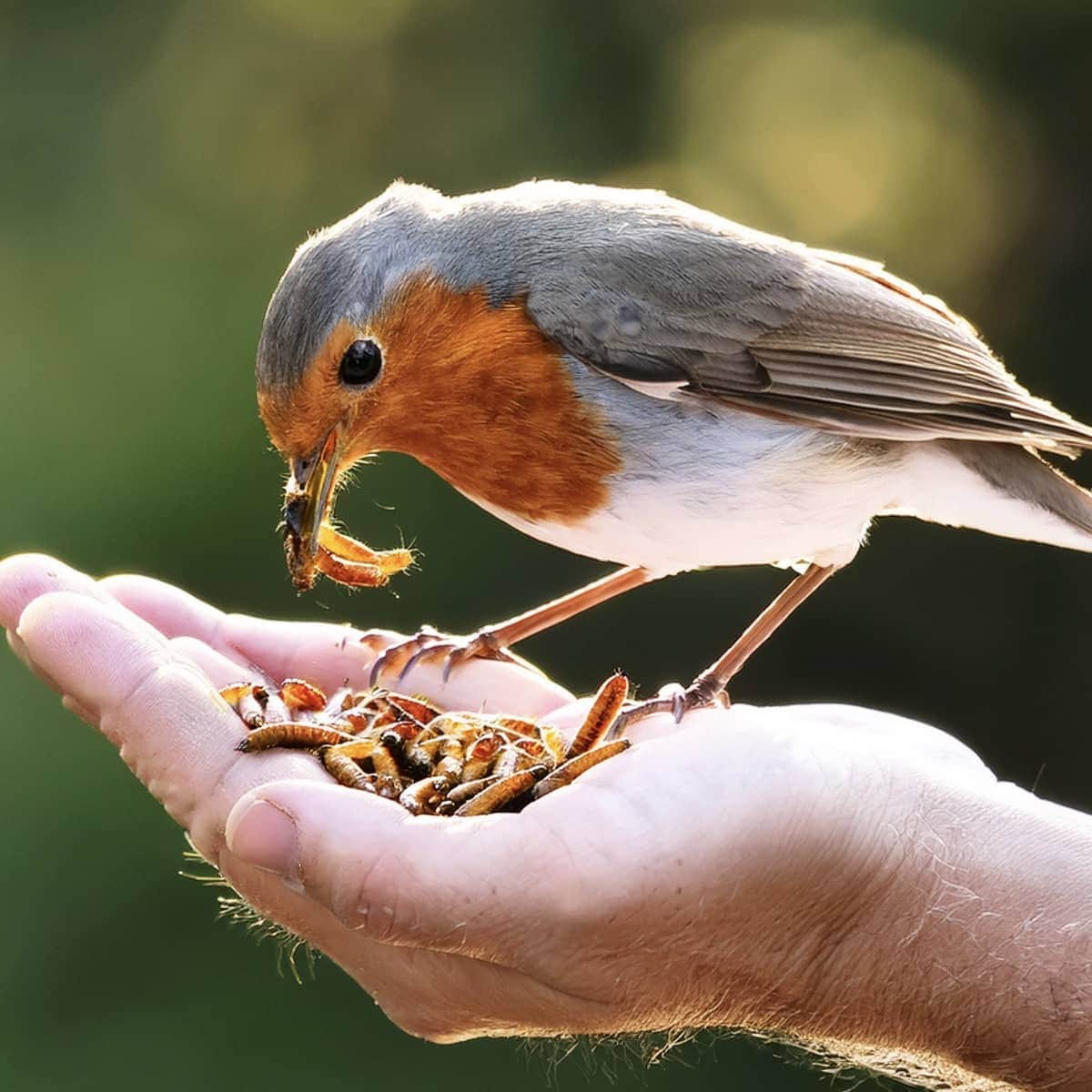 Wiggly Live Mealworm Care Kit– 500g Live Mealworms + Bedding + Farm Blend