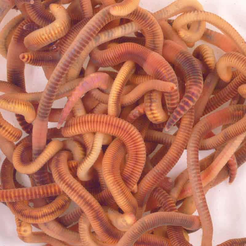 Click & Collect Composting Worms 1kg