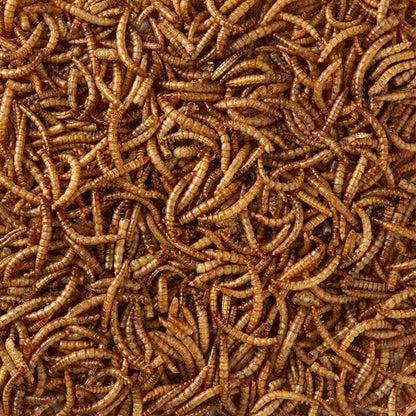 Click & Collect Premium Dried Mealworms 1kg
