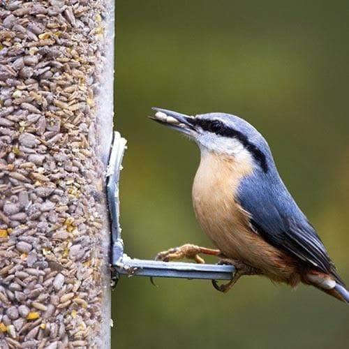 Click & Collect Wiggly Huskless Feed 2x12.55kg