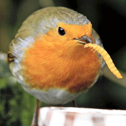 Click & Collect LIVE Mealworms 1kg
