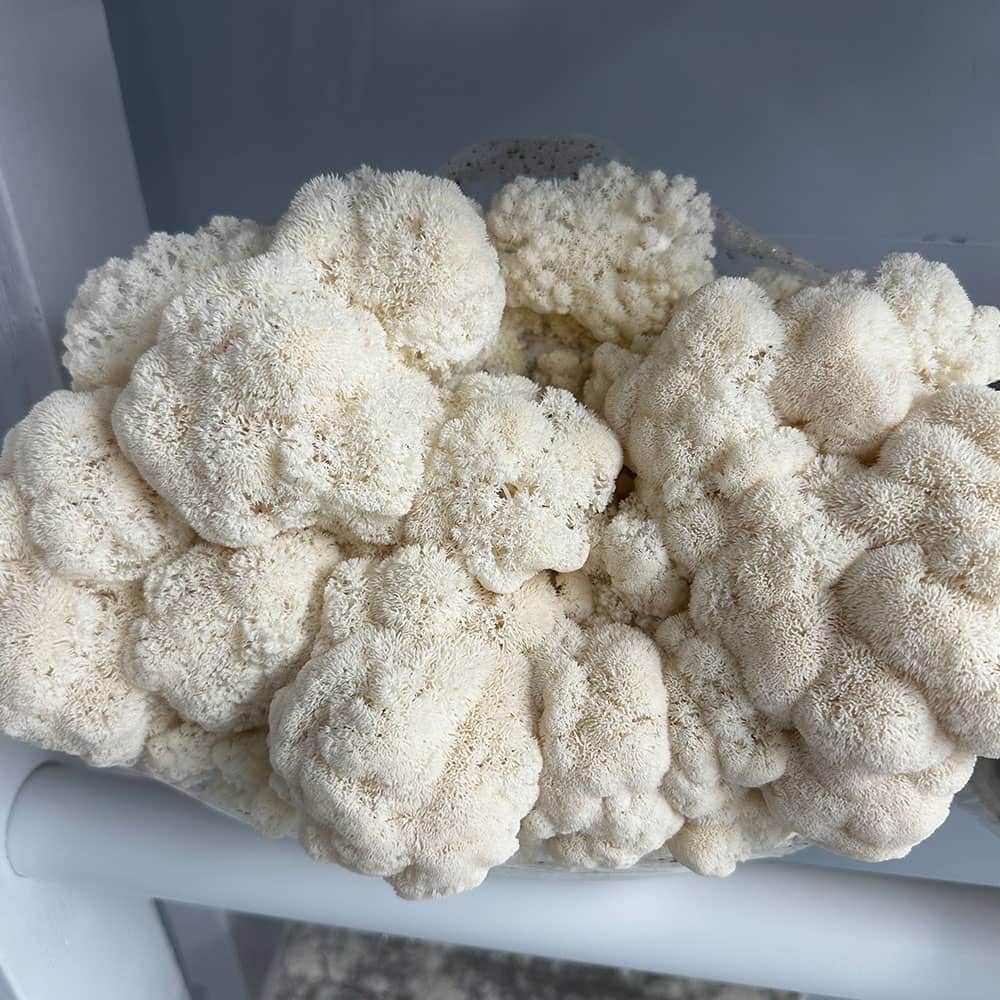 Wiggly Wigglers Lion’s Mane Mushroom Grow Kit