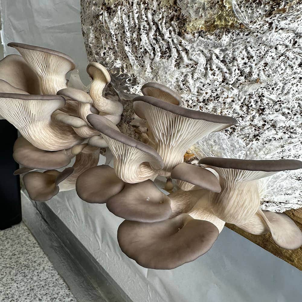 Wiggly Wigglers Black Oyster Mushroom Grow Kit