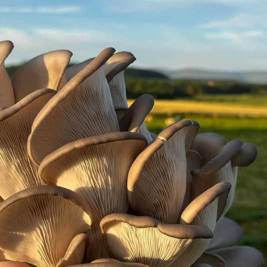 Wiggly Wigglers Black Oyster Mushroom Grow Kit