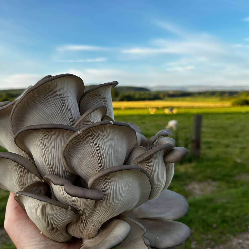 Wiggly Wigglers Black Oyster Mushroom Grow Kit