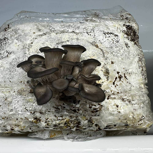 Wiggly Wigglers Black Oyster Mushroom Grow Kit