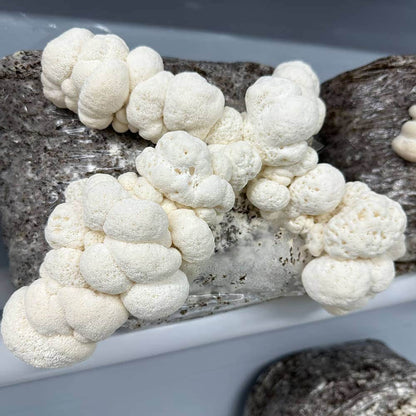 Wiggly Wigglers Lion’s Mane Mushroom Grow Kit