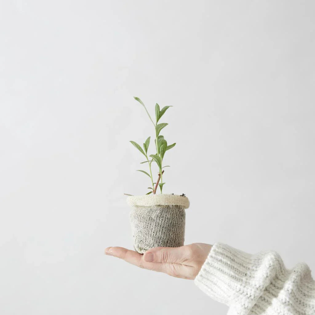 Wool Pots – Pack of 10 | Plastic-Free Seed Pots for Stronger Roots & Healthier Plants