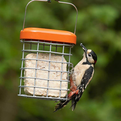 See The Difference Dried Insects Suet Cake - Pack of 2