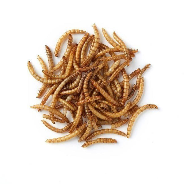 Premium High Protein Dried Mealworms for Birds Wiggly Wigglers