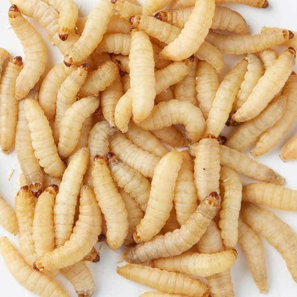 LIVE! Waxworms – Wiggly Wigglers - Live Waxworms For Small Snakes