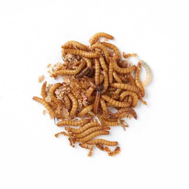 Birdfood Monthly Deal - 500g LIVE Mealworms