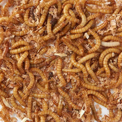 Birdfood LIVE Mealworms