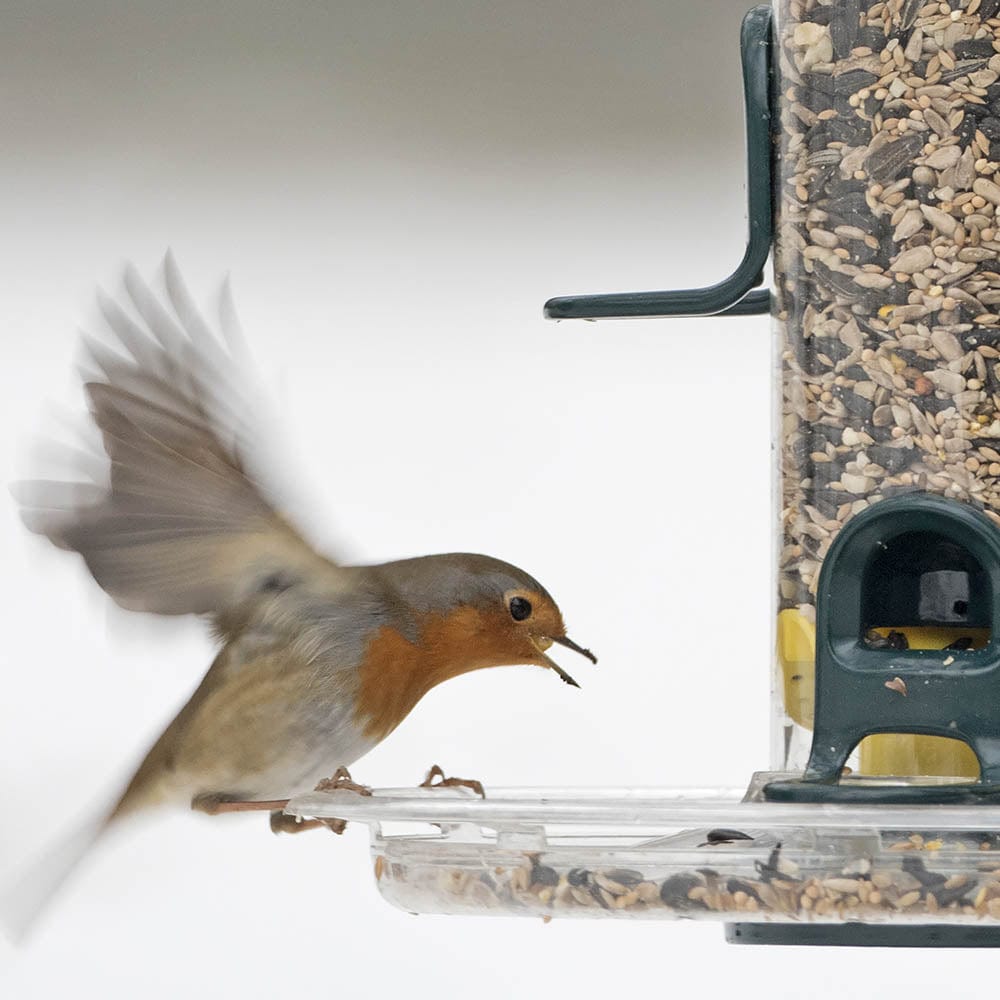 BigEasy™ Seed Feeder + 6kg Farmer Phil's British Mix