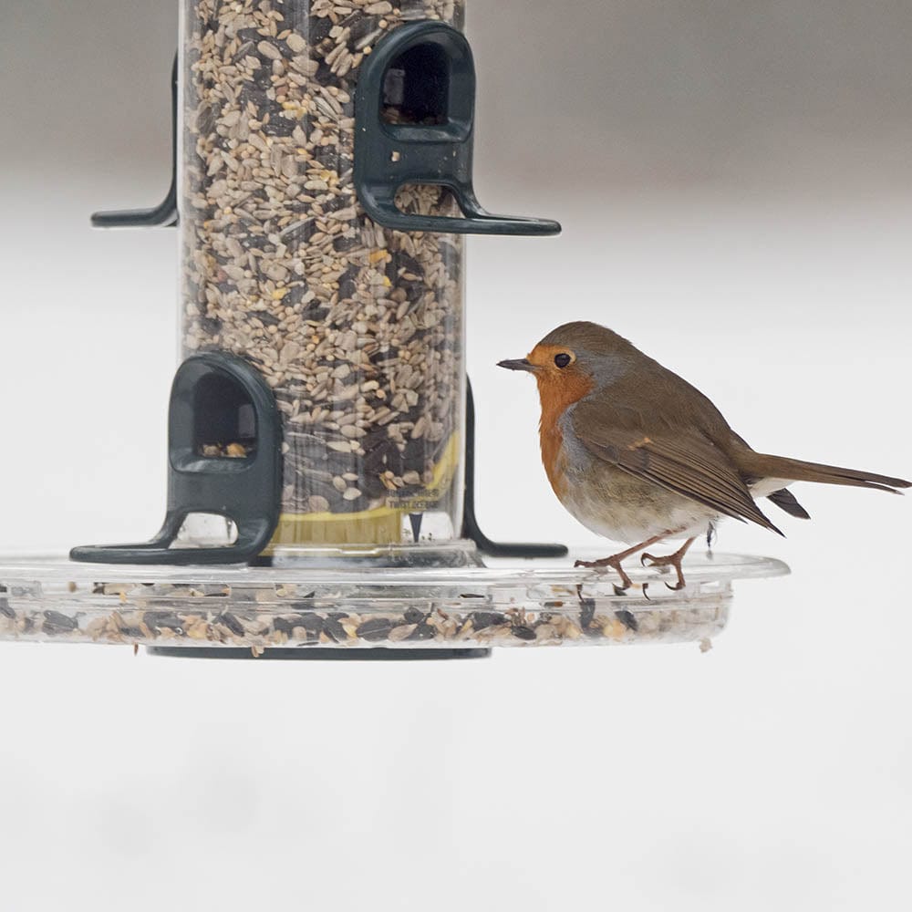 BigEasy™ Seed Feeder