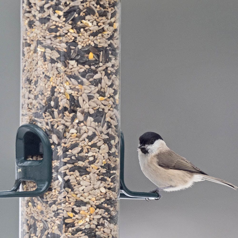 BigEasy™ Seed Feeder