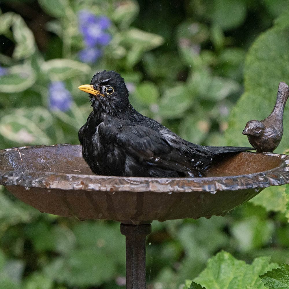 Old Iron Classic Birdbath