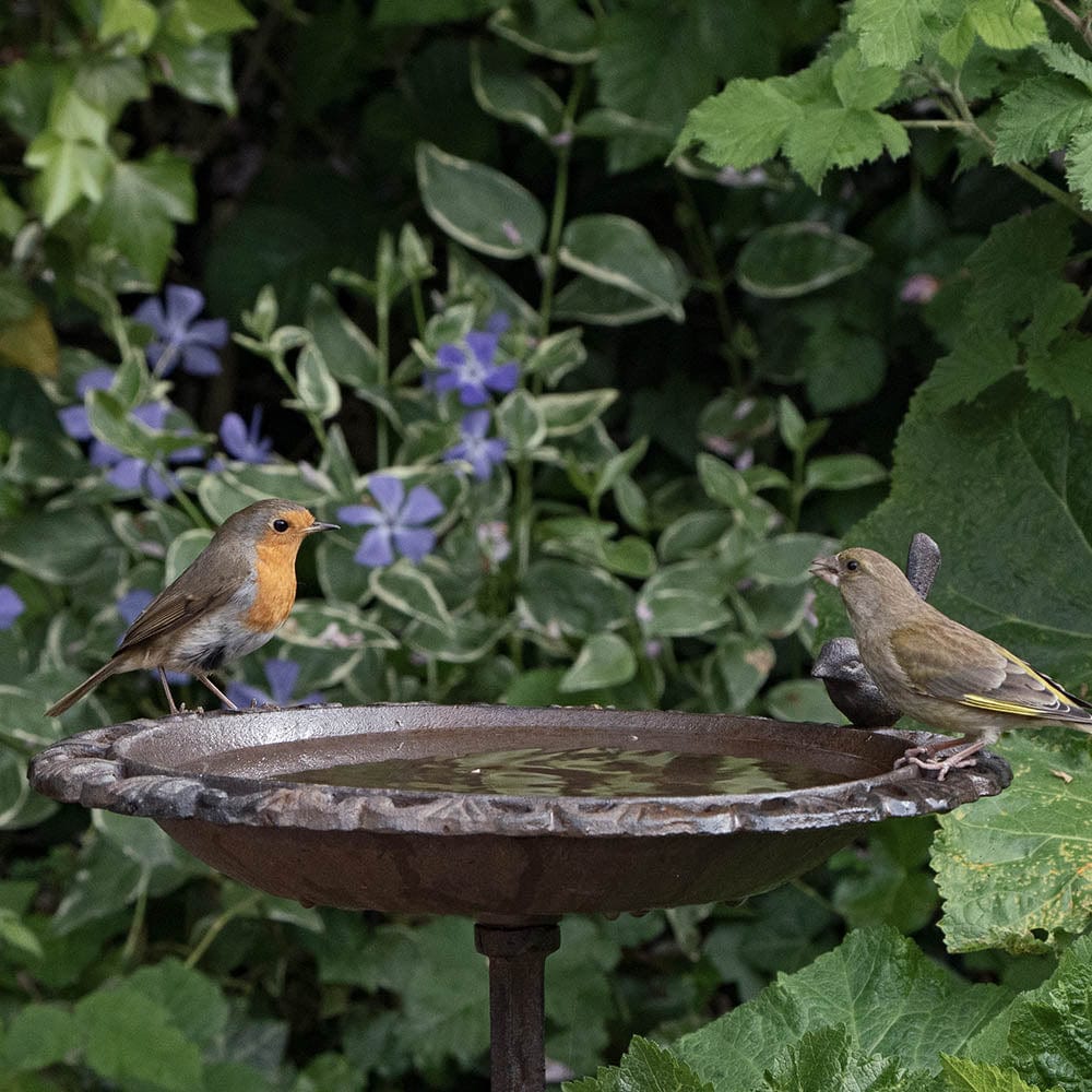 Old Iron Classic Birdbath
