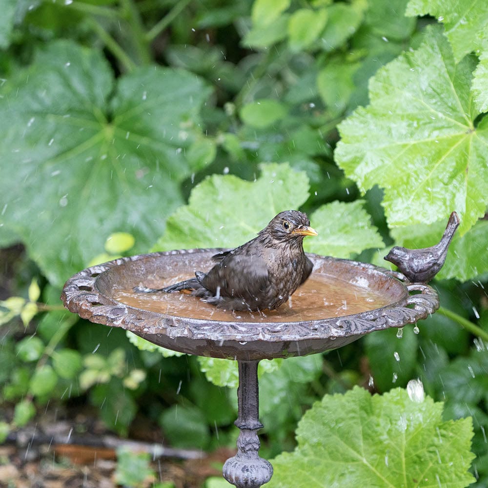Old Iron Classic Birdbath