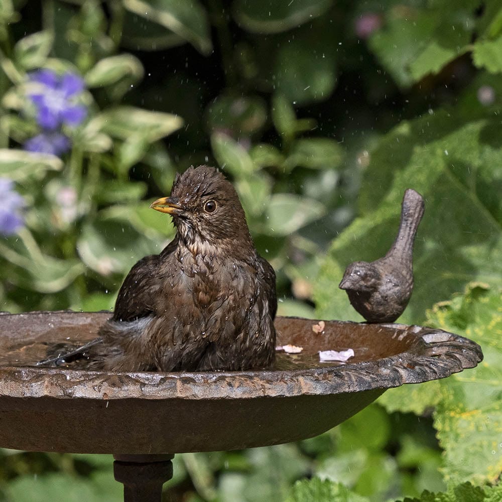 Old Iron Classic Birdbath