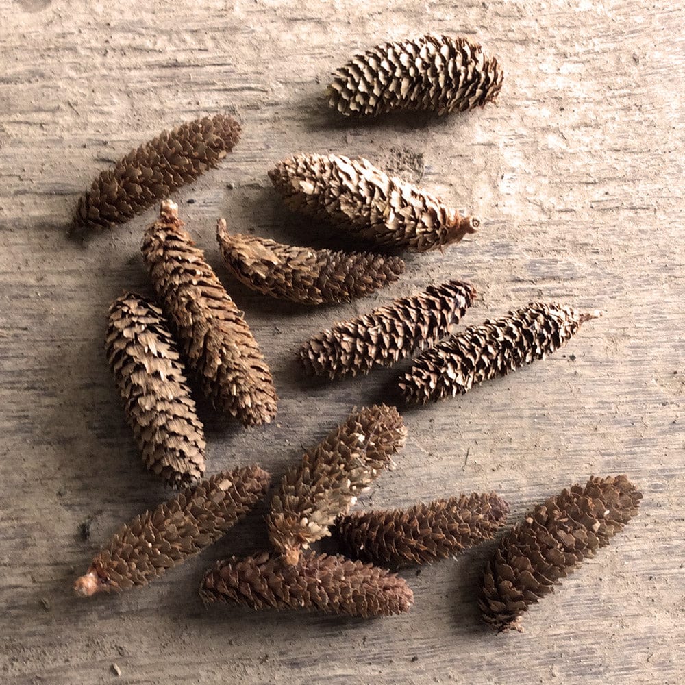 Wiggly Fir Cones