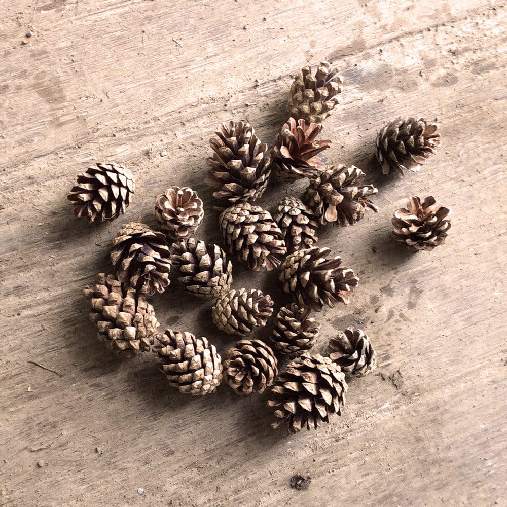 Wiggly Fir Cones