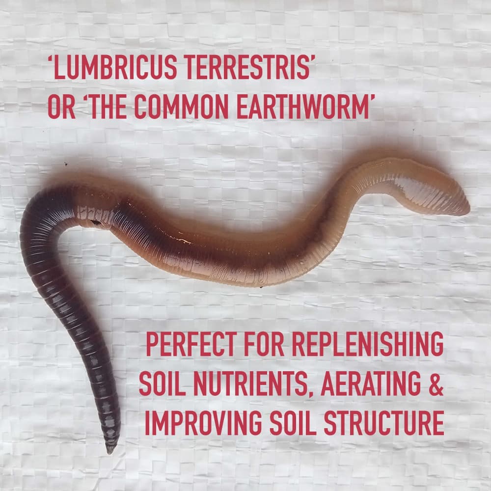 Composting Garden Worms