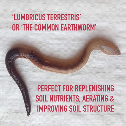 Composting Garden Worms