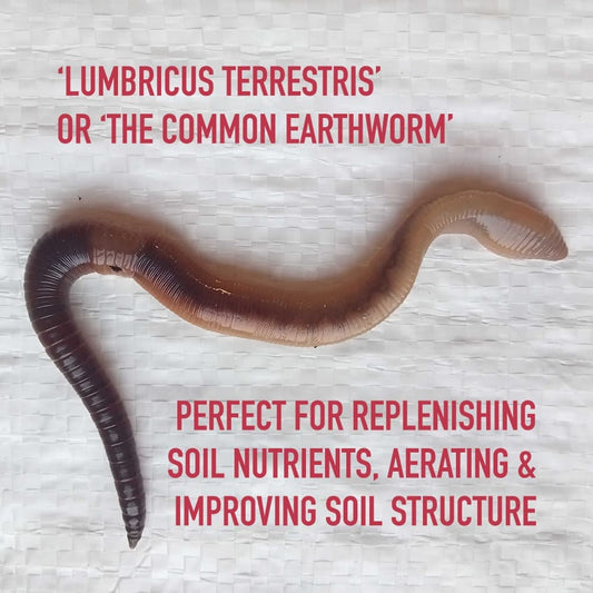 Composting Garden Worms