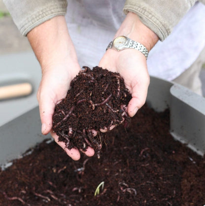 Wormeries Composting Worms