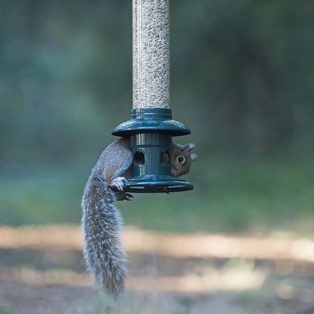 Squirrel Buster® Evolution