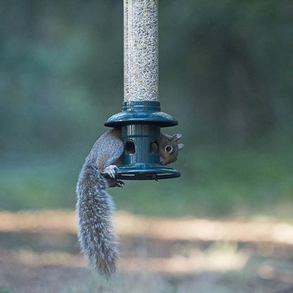 Squirrel Buster® Evolution