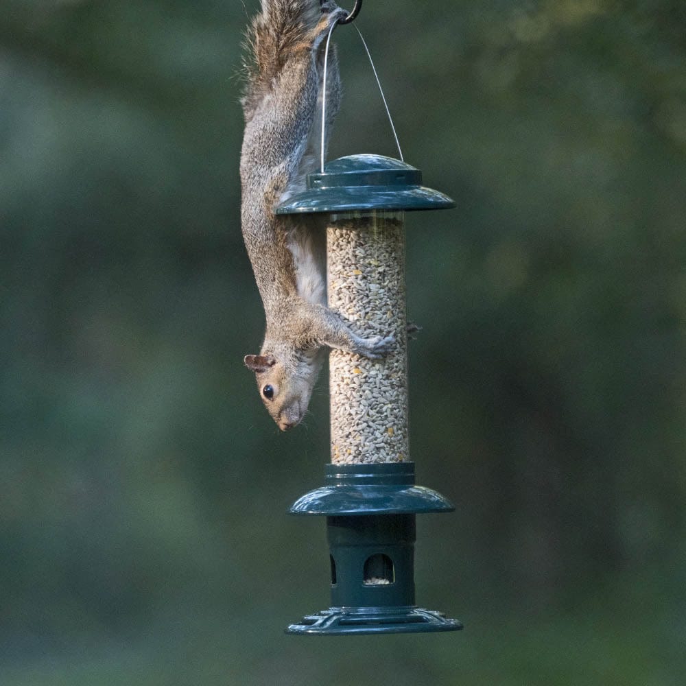 Squirrel Buster® Evolution