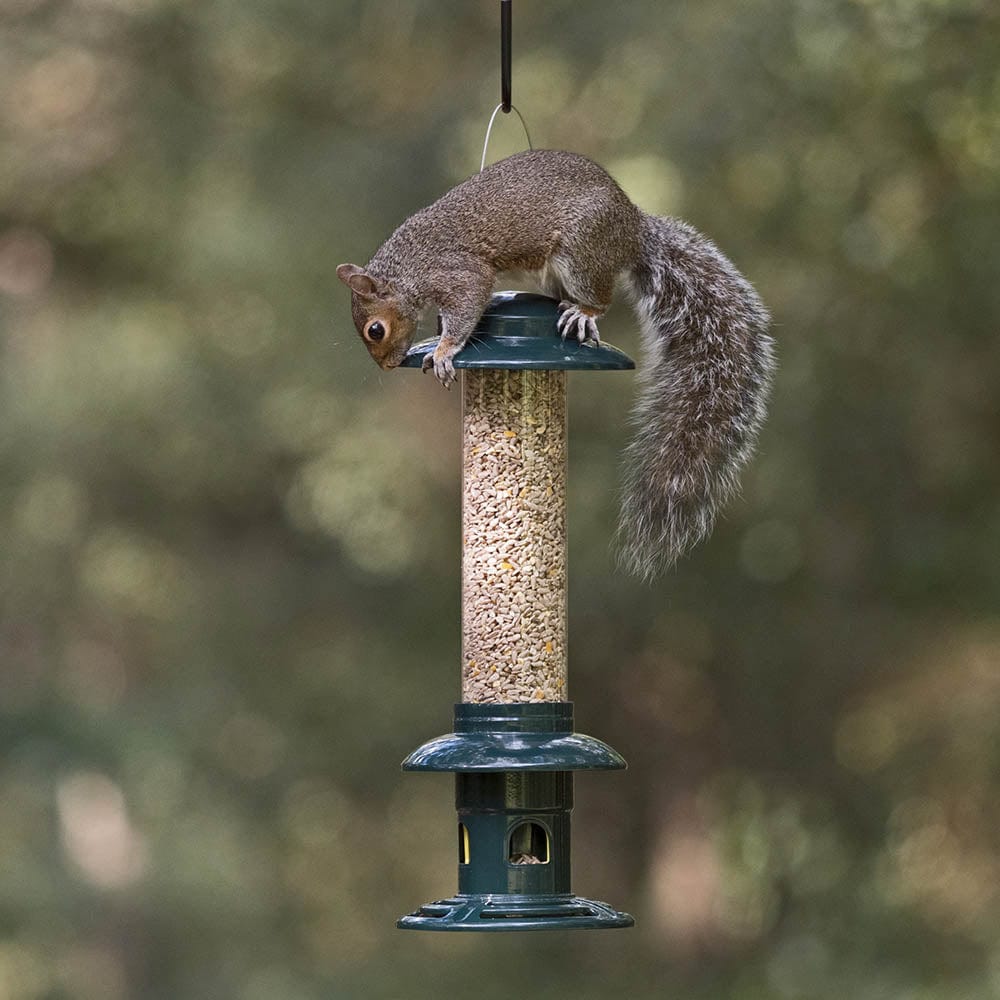 Squirrel Buster® Evolution