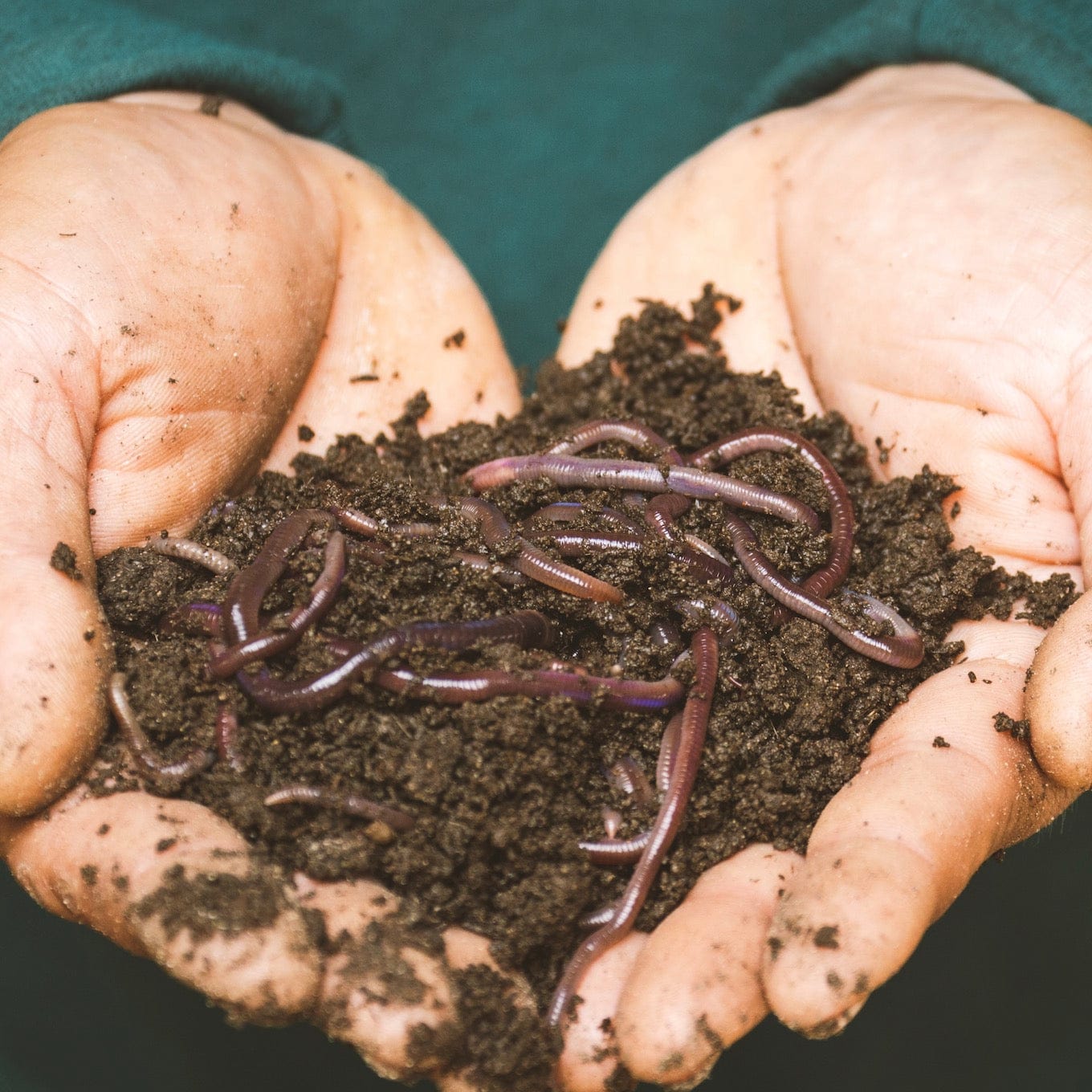 Composting Worms for Raised Beds Kit