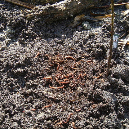 Composting Garden Worms