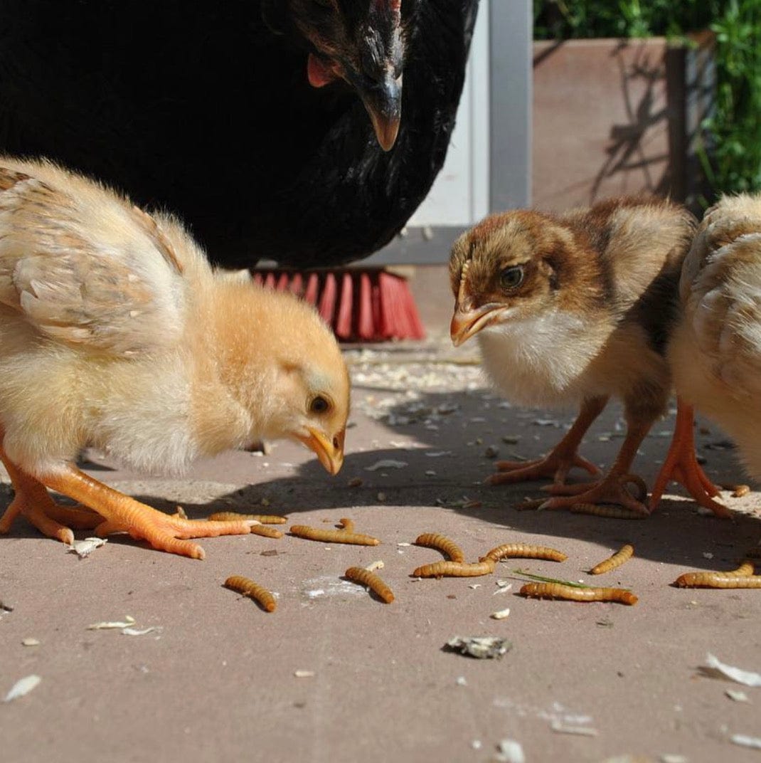 Birdfood LIVE Mealworms