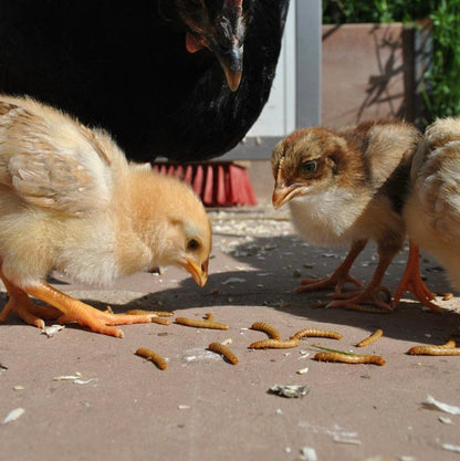Birdfood LIVE Mealworms