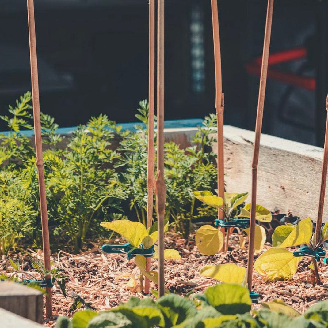 Composting Worms for Raised Beds Kit