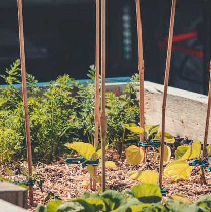 Composting Worms for Raised Beds Kit
