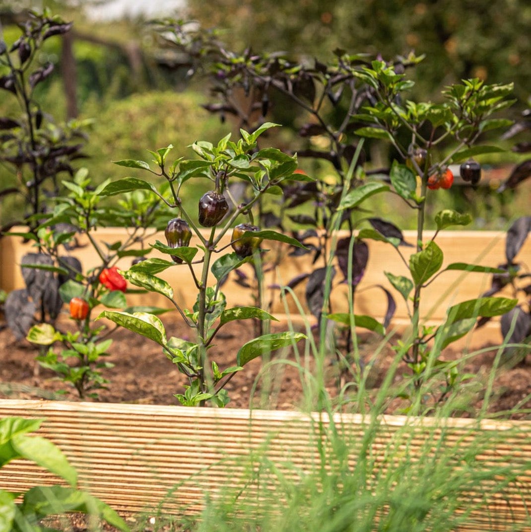Composting Worms for Raised Beds Kit