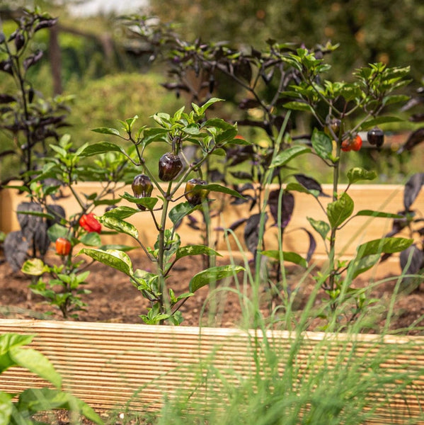 Worms for Raised Beds Kit Wiggly Wigglers