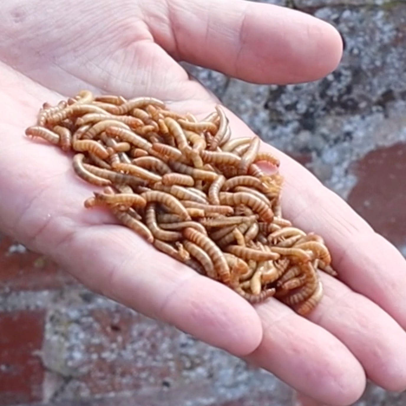 Birdfood Mealworm Breeding Kit
