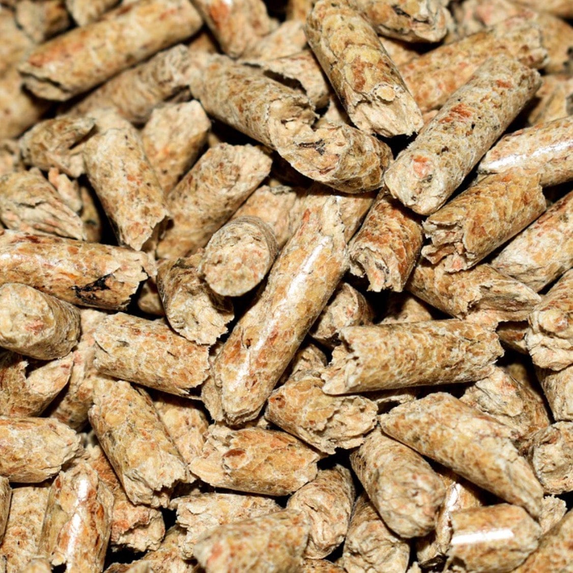 Composting LBF Worm Treat