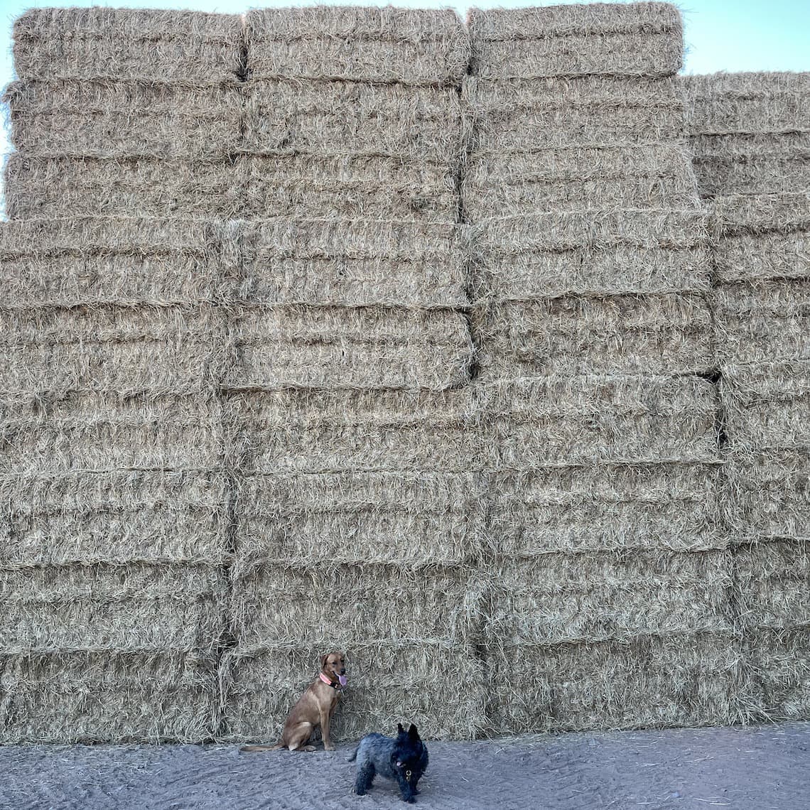 Grass Seed