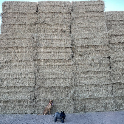 Grass Seed